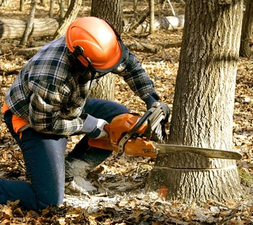Tree Removal in Fancy Gap, VA